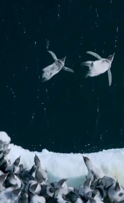 VIDEO: il tuffo iniziatico dei pulcini di pinguino imperatore