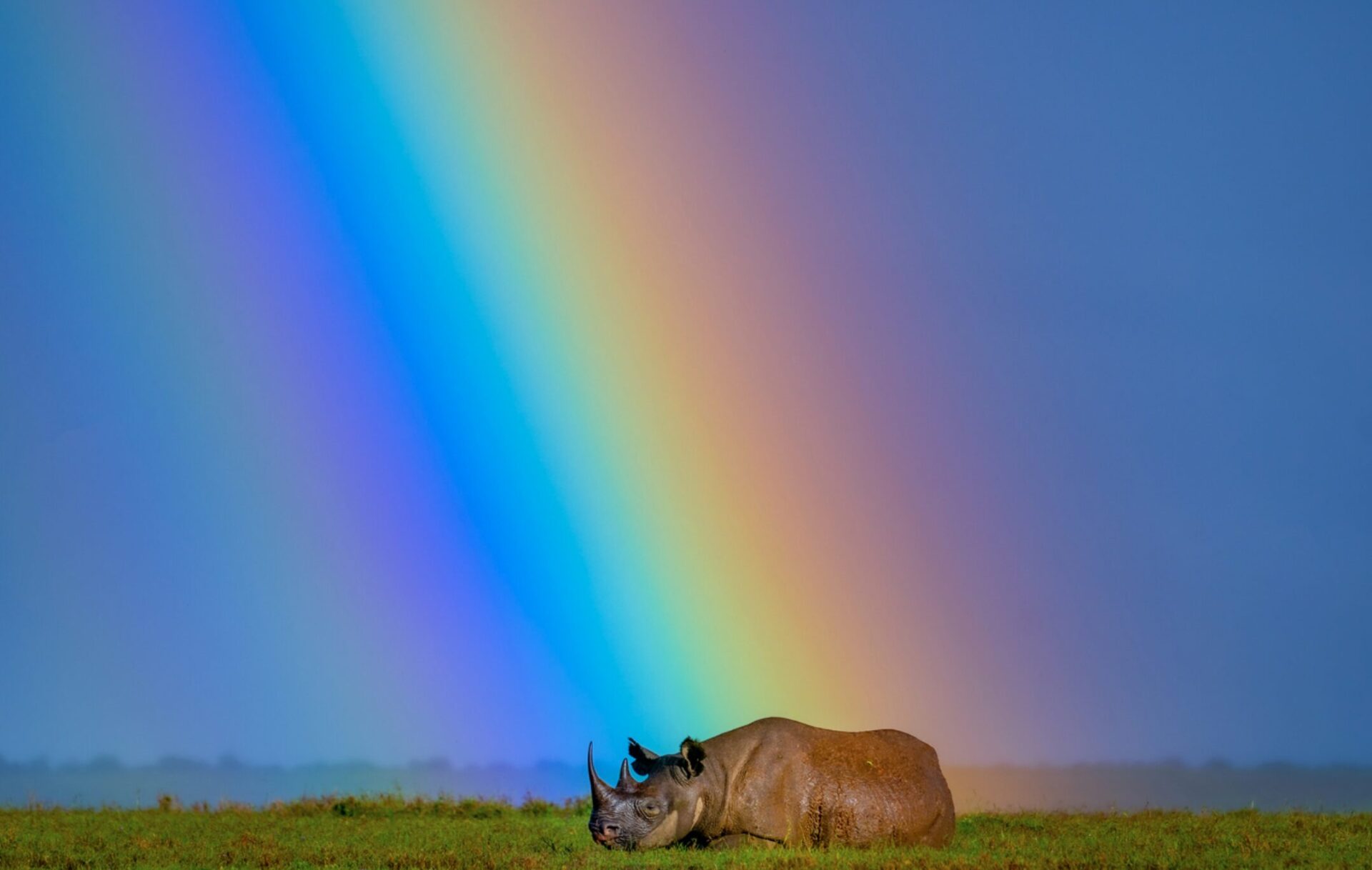 i colori del rinoceronte nero