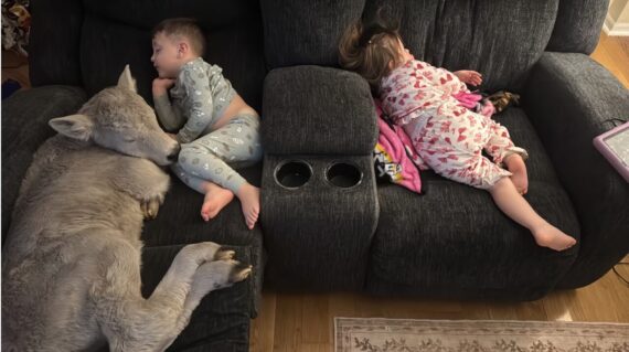 Il riposo dei cuccioli