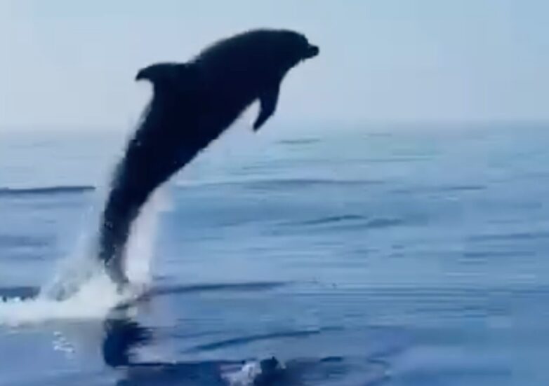 VIDEO. Delfini in festa per il piccolo salvato