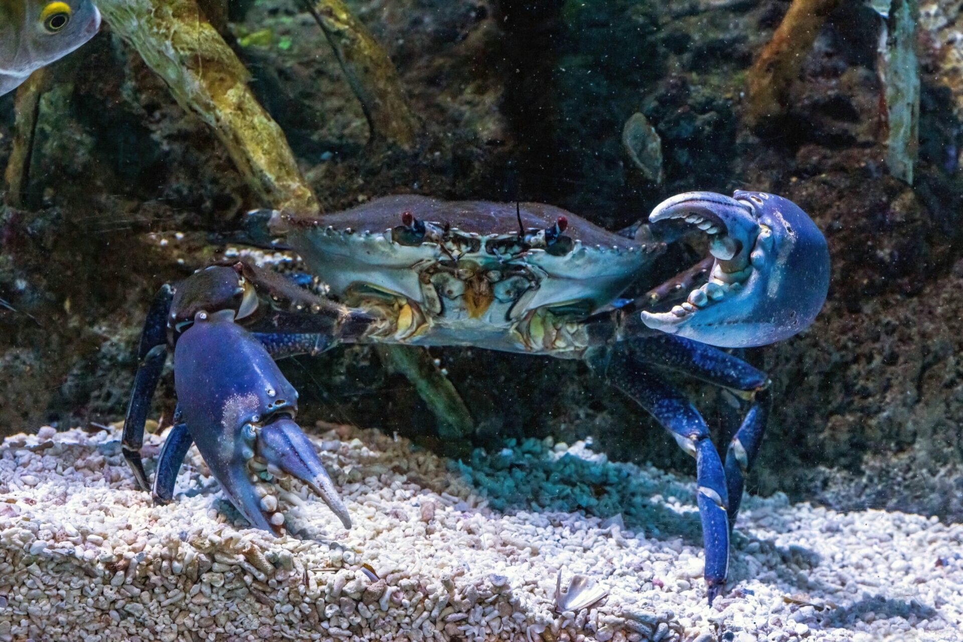 Progetto “Octo-Blu”. Polpi contro granchi blu per salvare le vongole